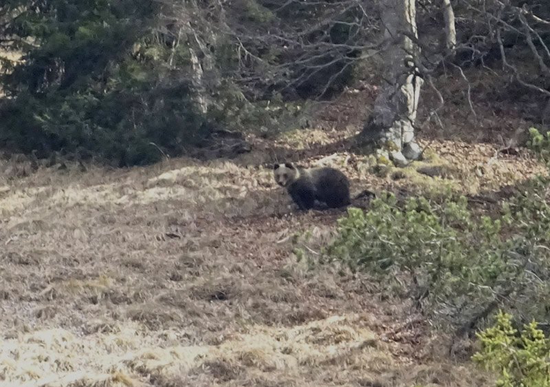 fotografato....finalmente l''orso !!!!